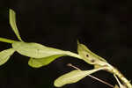 Coastal rose gentian